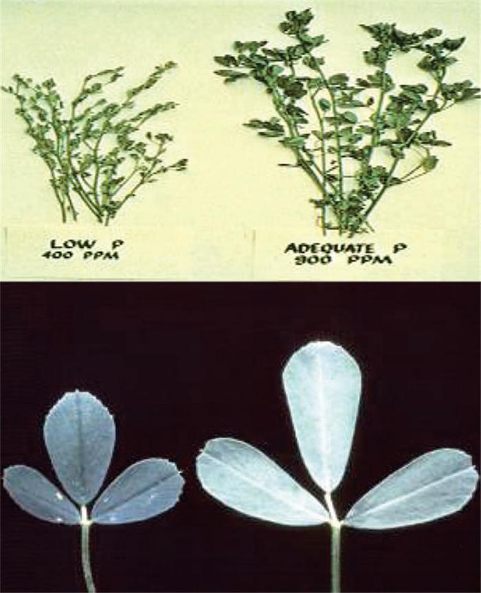 نشانه های كمبود فسفر در گیاه یونجه
